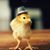 Oswaldo Pop's profile image