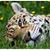 Deb Vaughn's profile image
