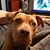 Danielle M. Cromb's profile image
