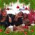 Deysi Ruiz's profile image