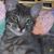 Debbie Harding Miller's profile image
