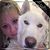 Shawna Kresge's profile image