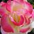 Linda Lyon's profile image