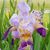 Joyce Hornback Alumbaugh's profile image