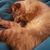 Beth Stowell's profile image