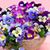 Pansy Griffith Balleine's profile image
