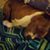 Arrenda Tripp's profile image