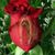 Maria Arana Gonsalez's profile image