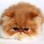 Ricardo Rivera's profile image