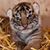 Vicky Harry Thornton's profile image