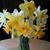 Linda Chenoweth Harlow's profile image