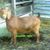 Margaret Ruebush's profile image