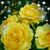 Phyllis Bickham's profile image