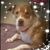 Dawn Herman-Grech's profile image