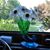 Harriett Cohen-Alexander's profile image