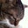 Beerkat (Rover)'s profile image