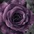 Joyce Cicak's profile image
