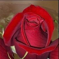 Peggy Porter's profile image