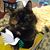 Susan Leah Adair's profile image