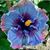 Marilynn Galkowski Gallenberger's profile image