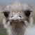Amy Howard's profile image