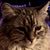 Russ Anderson's profile image