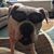 Donatello Brav's profile image