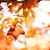 Shannon Burkes's profile image