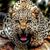 Ruth Wattelet's profile image