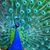 Tina Schumaker's profile image