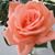 Lili Culpepper Dutour's profile image