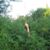 Niki Weed-Gossett's profile image