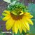 Jona Chen's profile image
