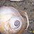 Fish Buttie's profile image