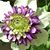 Carol Herring's profile image