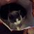 Carol E McCallops Gutierrez's profile image