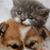 Carol Bryan's profile image