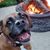 Dennis Paiva's profile image