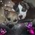 Michelle Pawlowski-Wilson's profile image