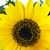 Lori McVicker's profile image