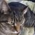 Dawn Rintelman Fischer's profile image