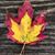 Beth Lammers Butcher's profile image