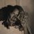 Amanda-Ray Danko's profile image