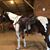Tony Gilbreath's profile image