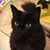 Susan Cohen's profile image
