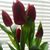 Azucena Jaramillo's profile image