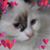 Deborah Toppings's profile image