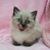 Julie Bell's profile image
