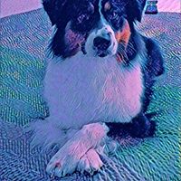 Lisa Schmiedl's profile image