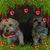 Deborah Hey Hasselswerth's profile image